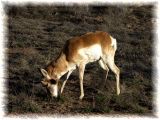 Antelope 