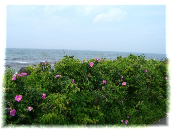 Beach Rose