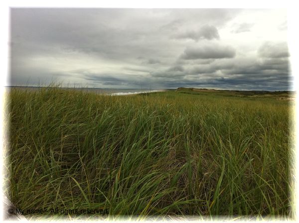 Marsh grass to the ocean