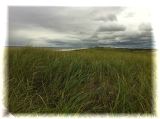 Marsh grass to the ocean