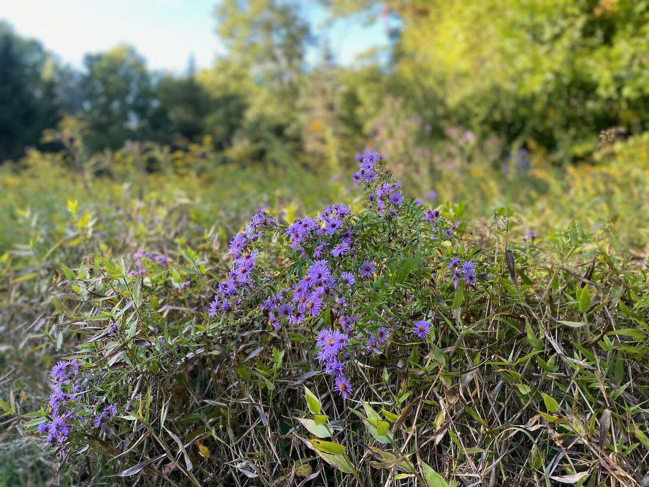 golden rod